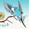 Pnc Australia Post | Budgerigars Postal Numismatic Cover